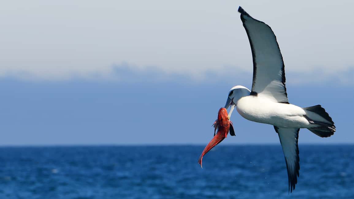 image n.2 of Akaroa: Scenic Coastline Wildlife Cruise activity in South Island, uploaded by supplier