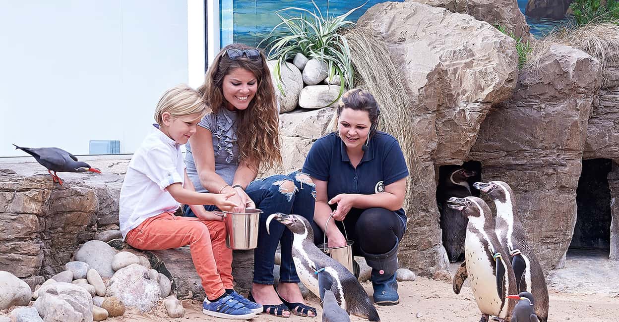 imagen n.º 1 de Ticket de entrada al Oceanario de Bournemouth actividad en Bournemouth, subida por el proveedor