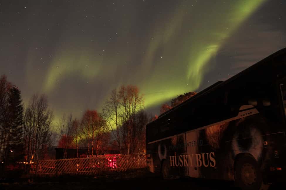 image n.3 of Tromsø: Northern Lights Husky Visit with Traditional Dinner activity in Tromsø, uploaded by supplier