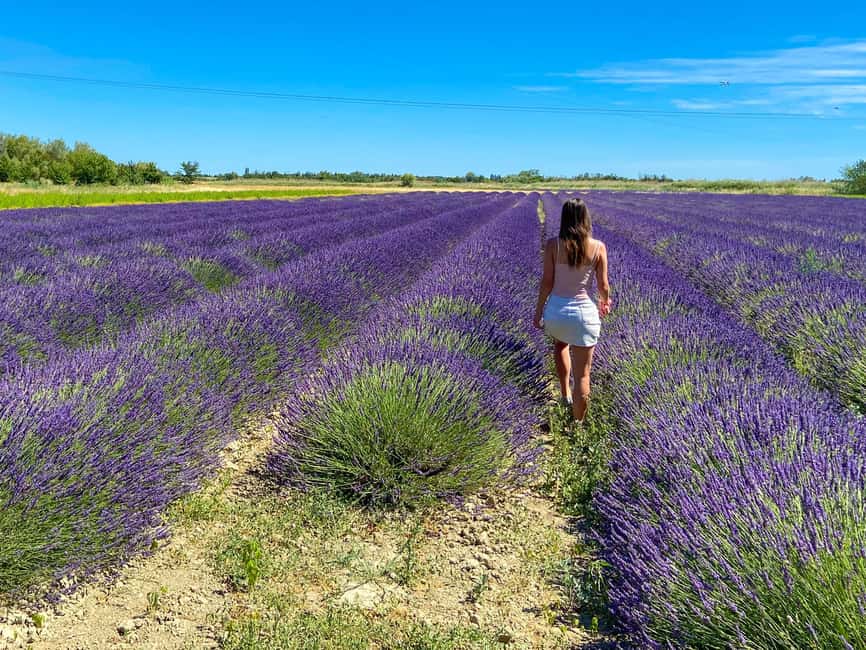 imagen n.º 6 de Visita a los campos de lavanda y la destilería entre Nimes y Arles actividad en Bellegarde, subida por el proveedor