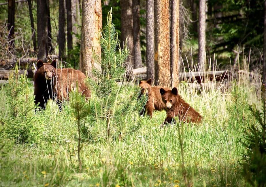 image n.4 of From Banff: Scenic Icefields Parkway Premium Guided Day Tour activity in Alberta, uploaded by supplier