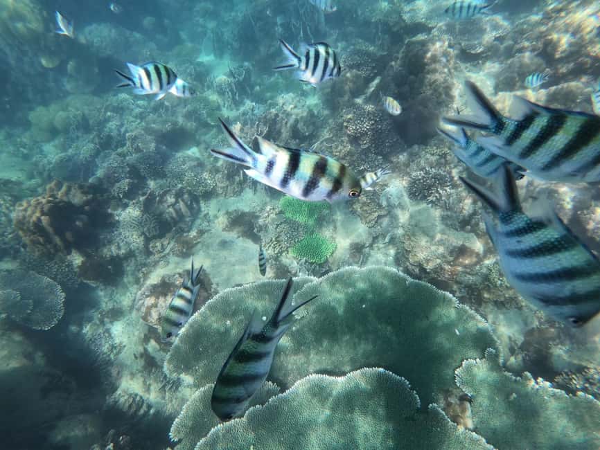 image n.4 of Phu Quoc: Speedboat Tour of 4 Islands with Snorkeling & BBQ activity in Vietnam, uploaded by supplier