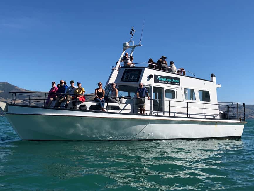 image n.5 of Akaroa: Scenic Coastline Wildlife Cruise activity in South Island, uploaded by supplier