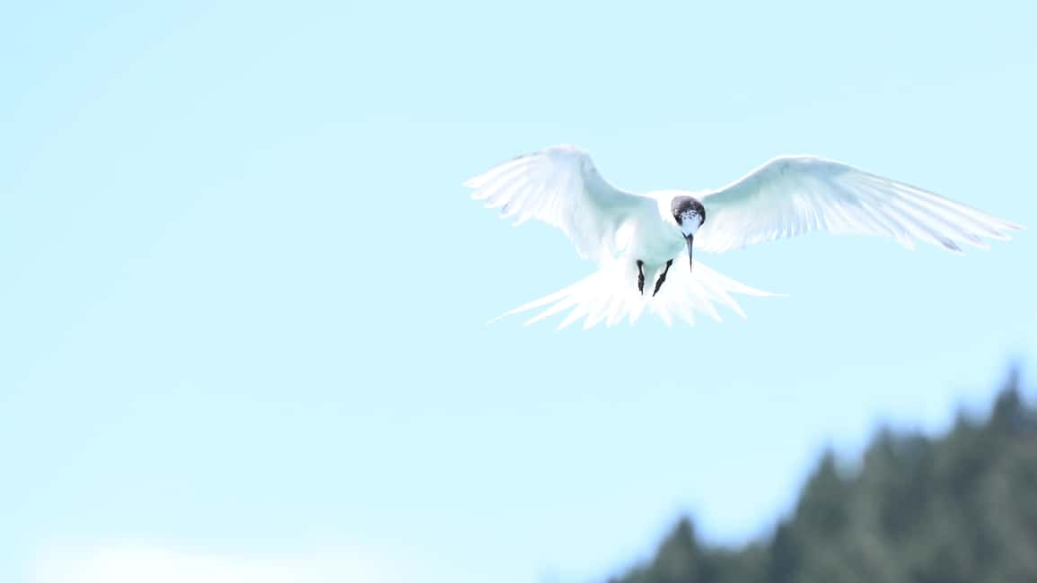 image n.6 of Akaroa: Scenic Coastline Wildlife Cruise activity in South Island, uploaded by supplier