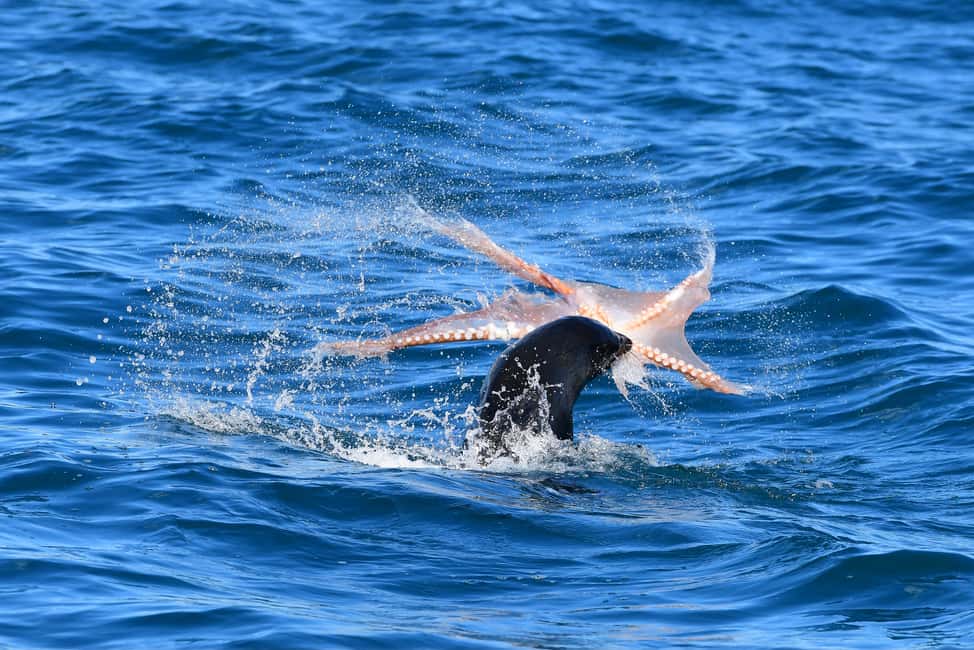 image n.8 of Akaroa: Scenic Coastline Wildlife Cruise activity in South Island, uploaded by supplier