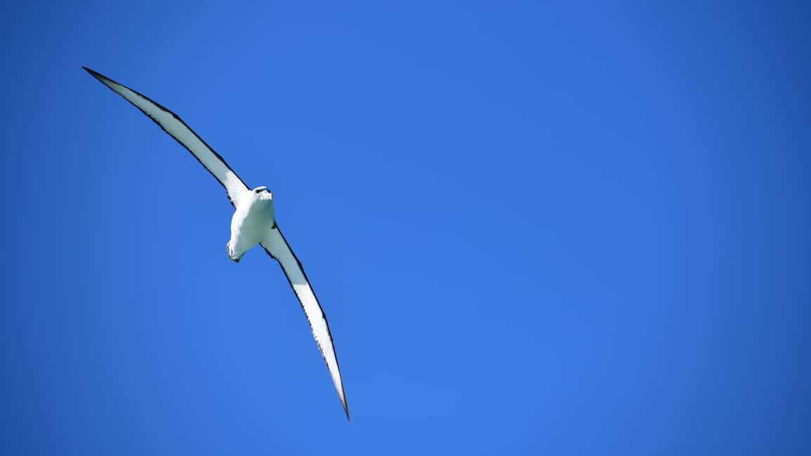 image n.9 of Akaroa: Scenic Coastline Wildlife Cruise activity in South Island, uploaded by supplier