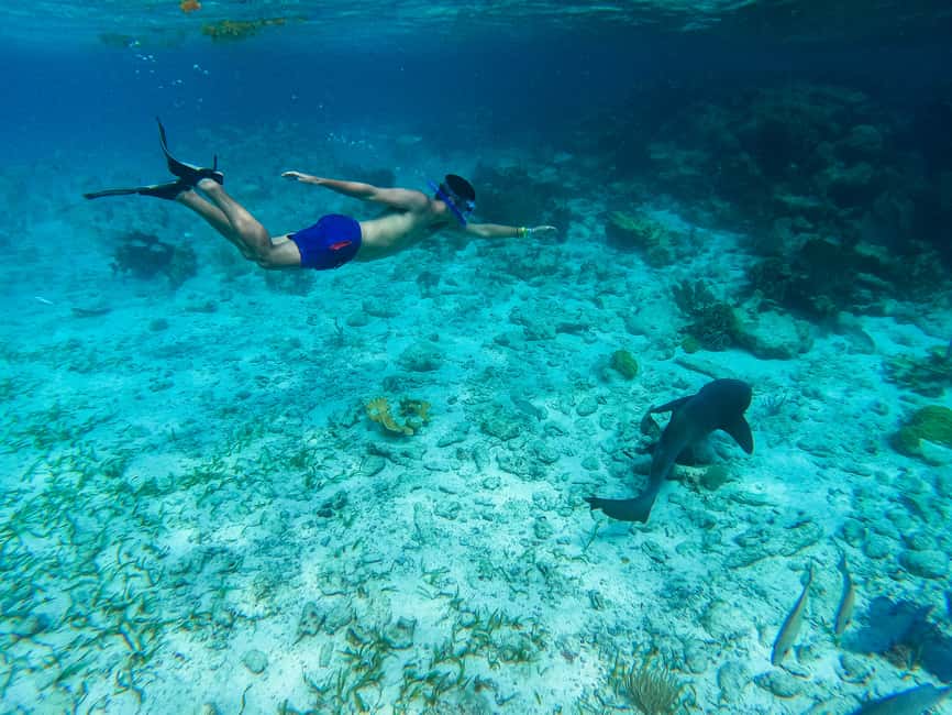 image n.4 of Caye Caulker: Hol Chan Marine Reserve 7-Stop Snorkeling Tour activity in San Pedro, Belize, uploaded by supplier