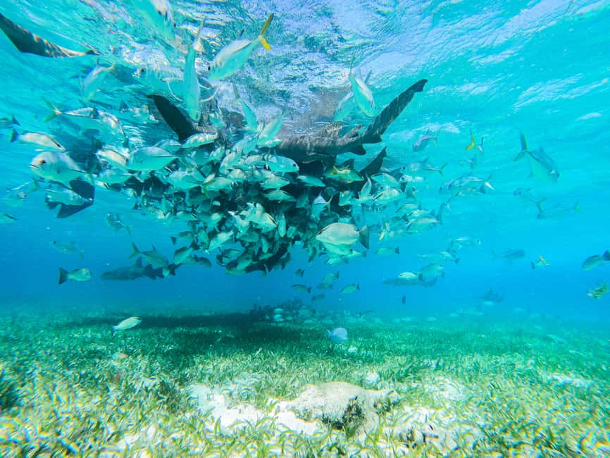 image n.7 of Caye Caulker: Hol Chan Marine Reserve 7-Stop Snorkeling Tour activity in San Pedro, Belize, uploaded by supplier