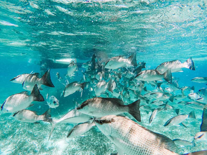 image n.9 of Caye Caulker: Hol Chan Marine Reserve 7-Stop Snorkeling Tour activity in San Pedro, Belize, uploaded by supplier
