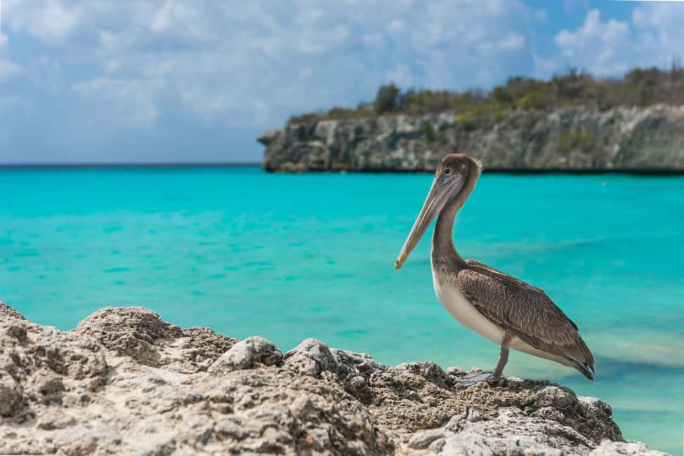 afbeelding n.9 van Curaçao: eilandtour roadtrip via mobiele app activiteit in Willemstad, Curaçao, geüpload door aanbieder