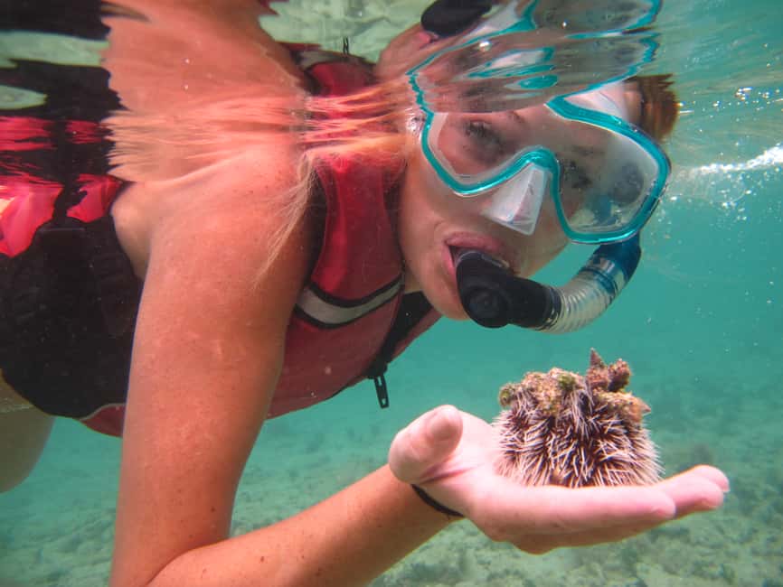 Immagine nº 3 di Saint Thomas: Tour delle mangrovie in kayak e snorkeling attività a Red Hook, Saint Thomas, caricata dal fornitore