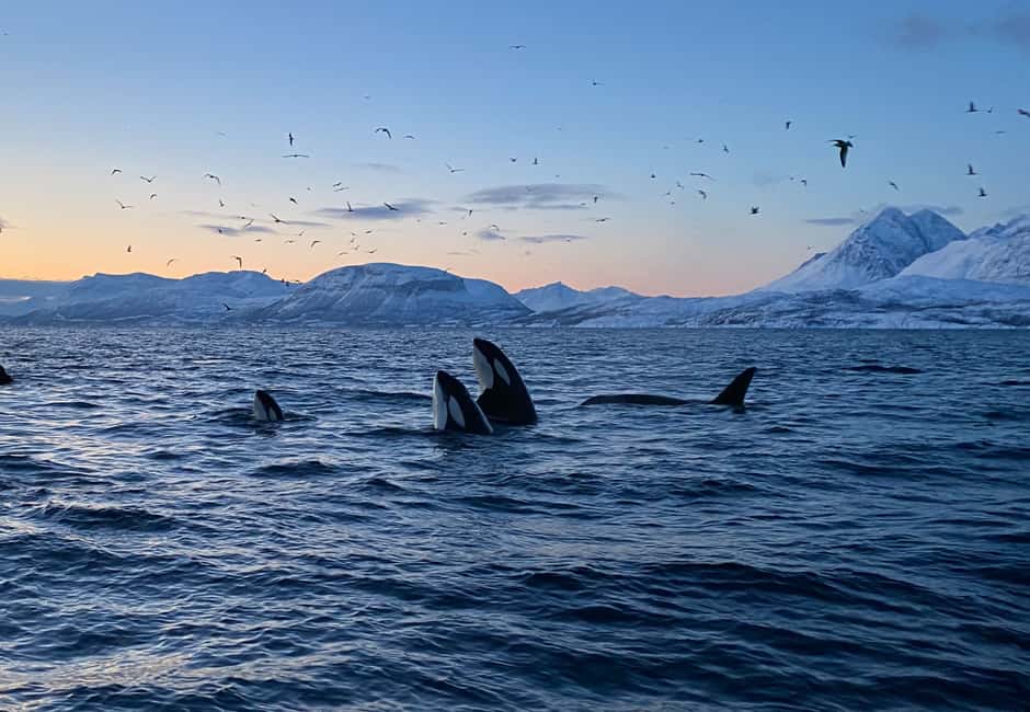Image N°1 de Skjervøy : Tour en bateau d'observation des baleines et des orques activité à Skjervoy, publiée par le prestataire