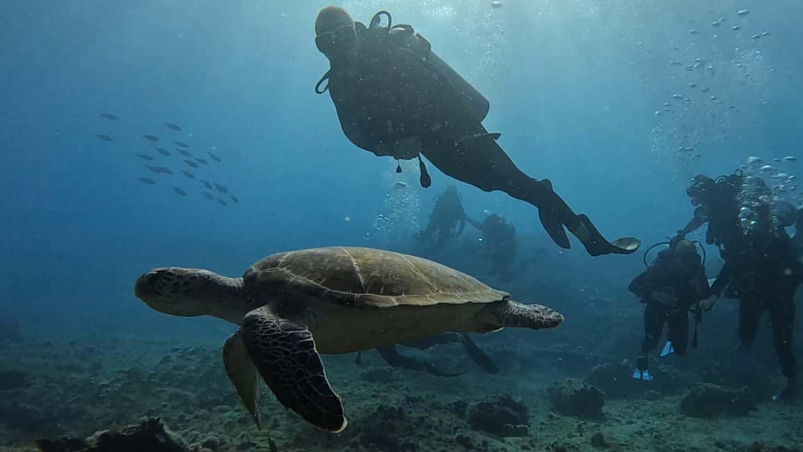 imagem n.2 de Santa Maria: Curso Advance Open Water Diver - PADI ou SSI atividade em Santa Maria, Cabo Verde, carregada pelo fornecedor