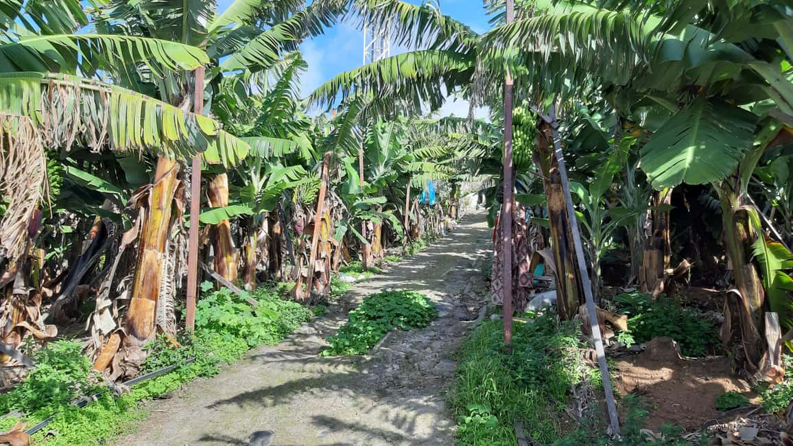 image n.6 of Madeira: Private Banana Farm Tour with Pickup activity in Seixal, uploaded by supplier
