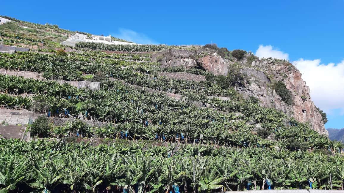 image n.7 of Madeira: Private Banana Farm Tour with Pickup activity in Seixal, uploaded by supplier