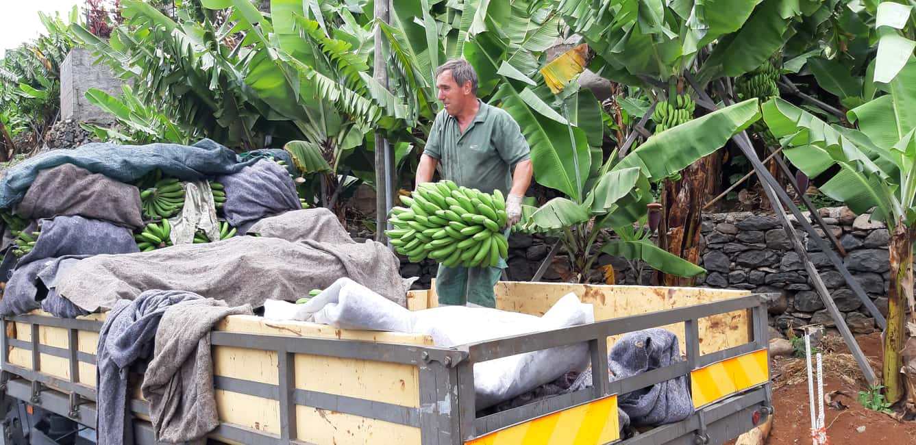 image n.8 of Madeira: Private Banana Farm Tour with Pickup activity in Seixal, uploaded by supplier