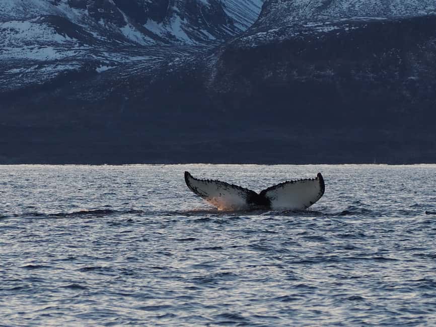 Image N°2 de Skjervøy : Tour en bateau d'observation des baleines et des orques activité à Skjervoy, publiée par le prestataire