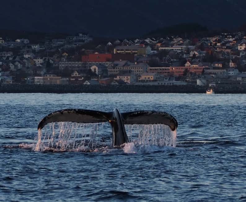 Image N°4 de Skjervøy : Tour en bateau d'observation des baleines et des orques activité à Skjervoy, publiée par le prestataire