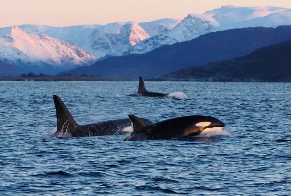 Image N°5 de Skjervøy : Tour en bateau d'observation des baleines et des orques activité à Skjervoy, publiée par le prestataire