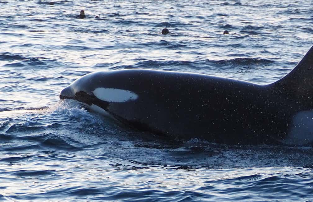 Image N°6 de Skjervøy : Tour en bateau d'observation des baleines et des orques activité à Skjervoy, publiée par le prestataire