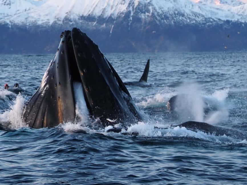 Image N°7 de Skjervøy : Tour en bateau d'observation des baleines et des orques activité à Skjervoy, publiée par le prestataire