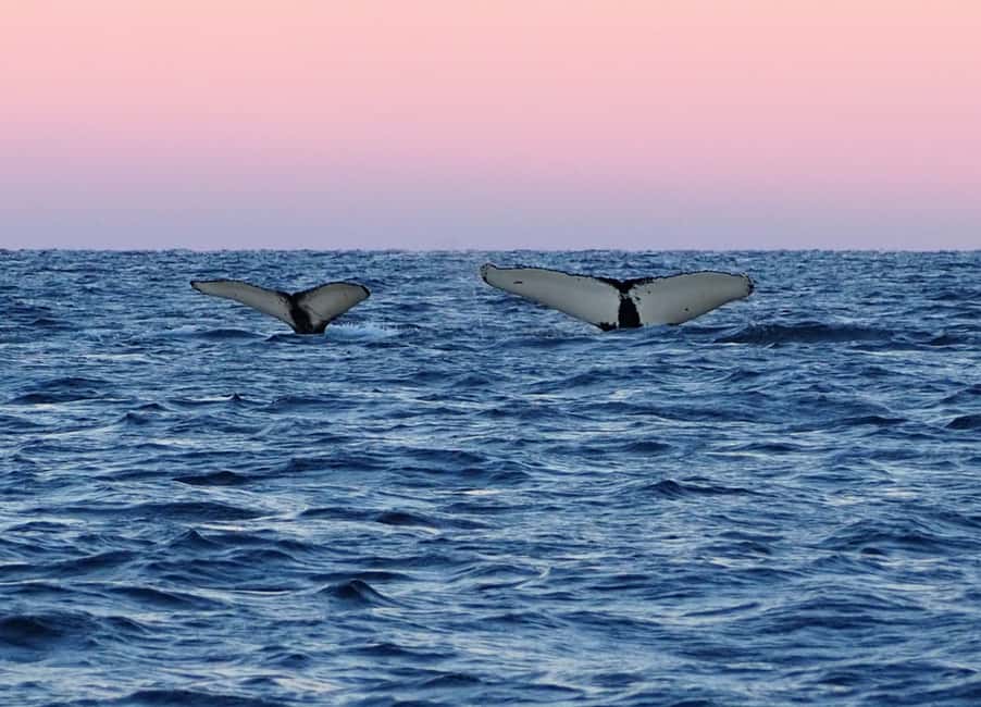 Image N°8 de Skjervøy : Tour en bateau d'observation des baleines et des orques activité à Skjervoy, publiée par le prestataire