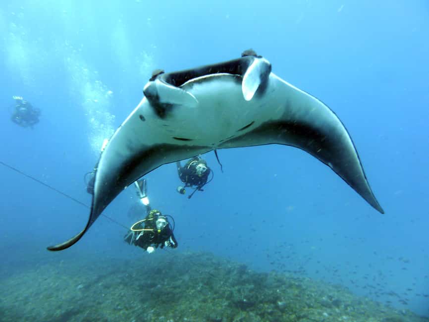 imagem n.1 de Santa Maria: Curso Advance Open Water Diver - PADI ou SSI atividade em Santa Maria, Cabo Verde, carregada pelo fornecedor