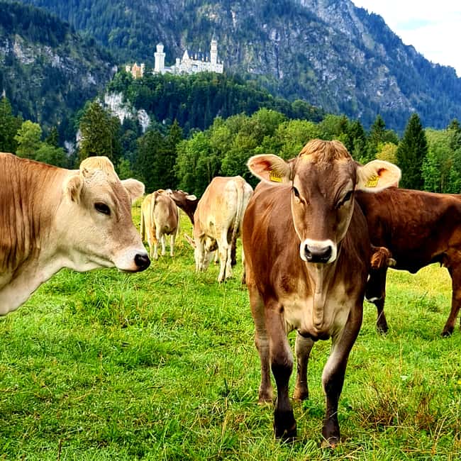 image n.6 of From Füssen: Neuschwanstein & Linderhof Castles Private Tour activity in Schwangau, uploaded by supplier