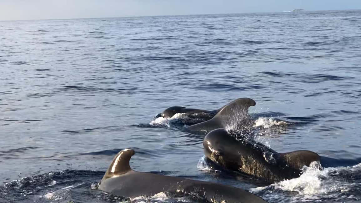 Bild Nr. 2 von Costa Adeje: Wal- und Delfin-Bootsfahrt mit Essen und Abholung Aktivität in Costa Adeje, hochgeladen vom Anbieter