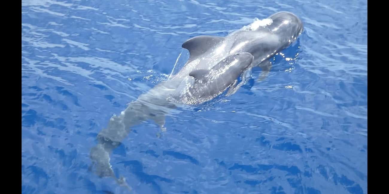 Bild Nr. 3 von Costa Adeje: Wal- und Delfin-Bootsfahrt mit Essen und Abholung Aktivität in Costa Adeje, hochgeladen vom Anbieter