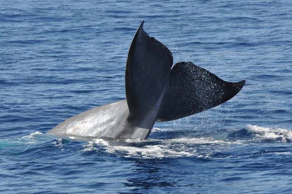 imagem n.2 de Funchal: Cruzeiro de observação de baleias e golfinhos em catamarã atividade em Câmara de Lobos, carregada pelo fornecedor