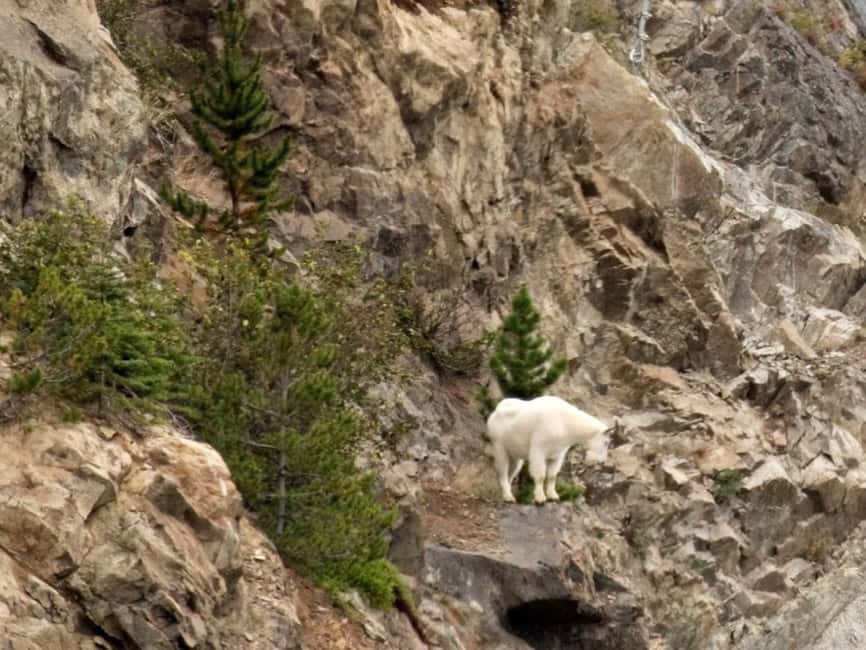 image n.7 of From Skagway: White Pass and Yukon Suspension Bridge Tour activity in British Columbia, uploaded by supplier