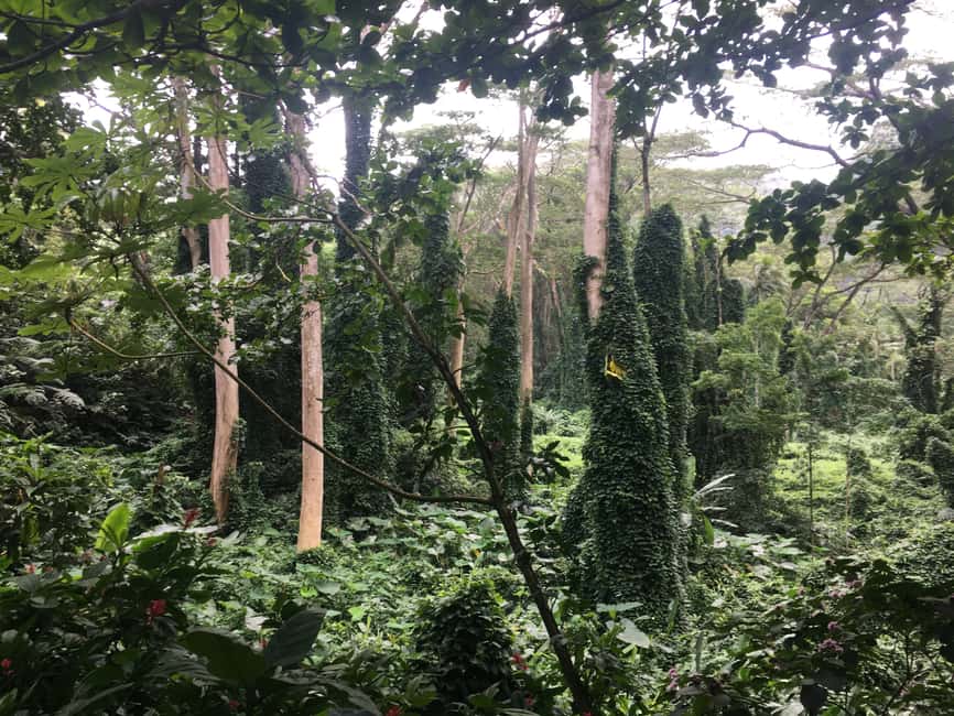 Immagine nº 2 di Cascate di Manoa eBike to Hike attività a Honolulu, caricata dal fornitore