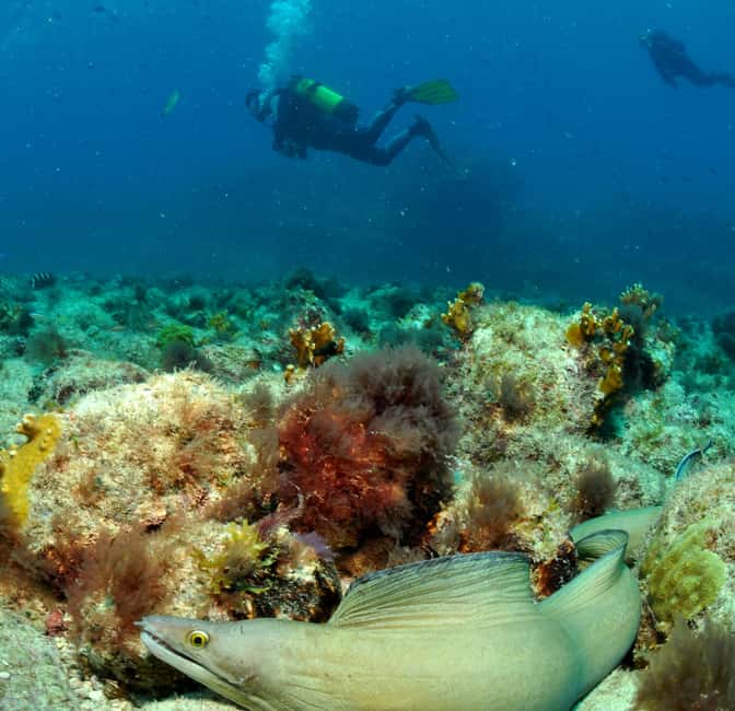 imagem n.2 de Santa Maria: Pacote de Mergulho com 3 Mergulhos atividade em Santa Maria, Cabo Verde, carregada pelo fornecedor
