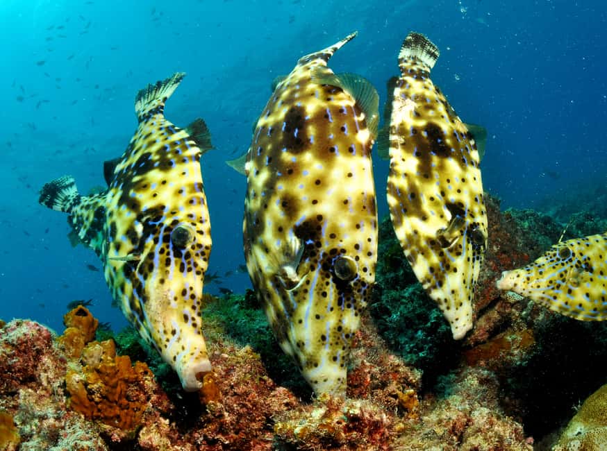 imagem n.3 de Santa Maria: Pacote de Mergulho com 3 Mergulhos atividade em Santa Maria, Cabo Verde, carregada pelo fornecedor