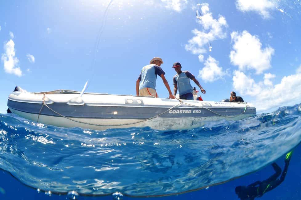 imagem n.5 de Santa Maria: Pacote de Mergulho com 3 Mergulhos atividade em Santa Maria, Cabo Verde, carregada pelo fornecedor
