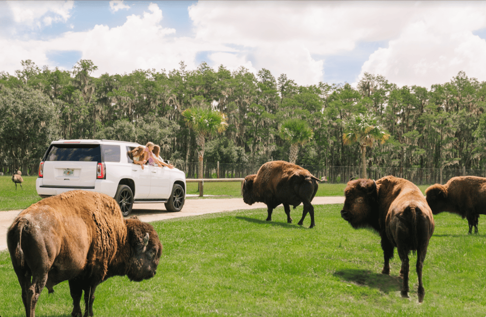 bild n.2 av Orlando: Drive-Thru Safari Park i Wild Florida aktivitet i Florida, uppladdad av leverantör