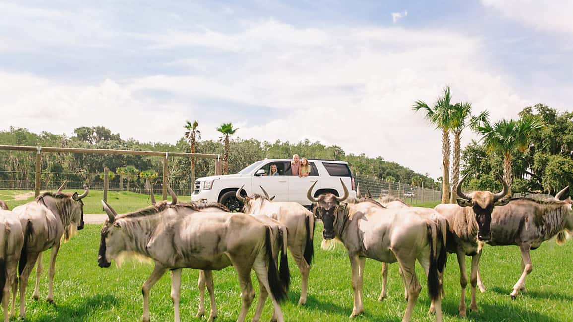 bild n.7 av Orlando: Drive-Thru Safari Park i Wild Florida aktivitet i Florida, uppladdad av leverantör