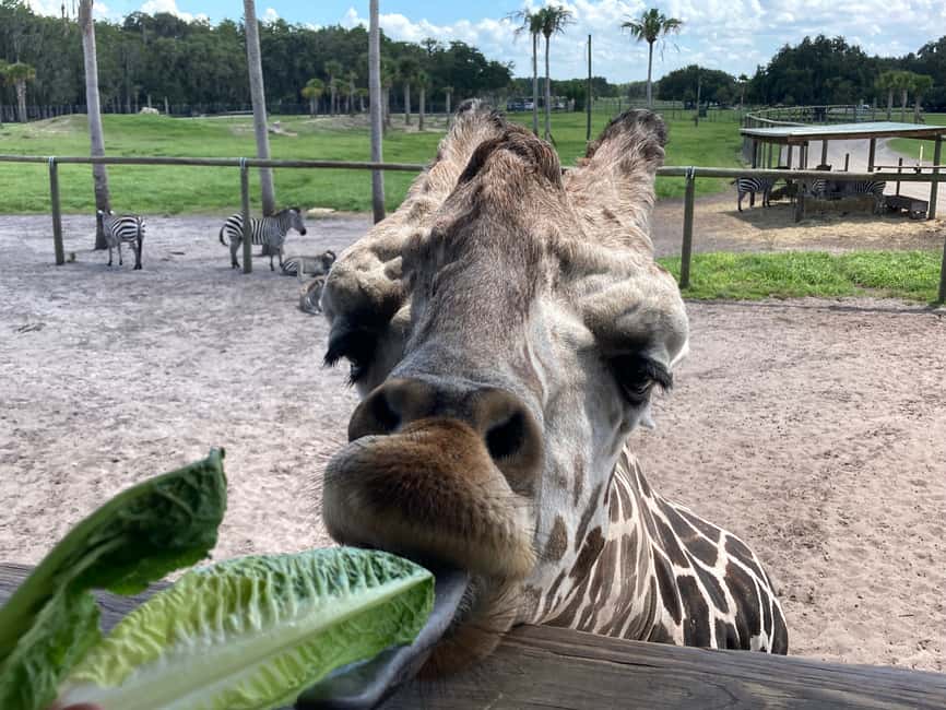 bild n.8 av Orlando: Drive-Thru Safari Park i Wild Florida aktivitet i Florida, uppladdad av leverantör
