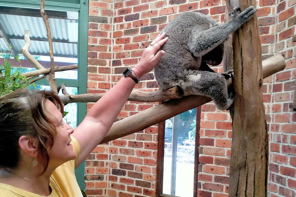 image n.2 of Sydney: Blue Mountains Waterfalls and Koalas Late Start Tour activity in Katoomba, uploaded by supplier