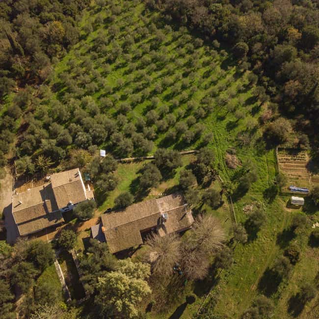 afbeelding n.11 van Corfu: rondleiding biologische olijfolieboerderij met transfer en proeverij activiteit in Benitses, geüpload door aanbieder