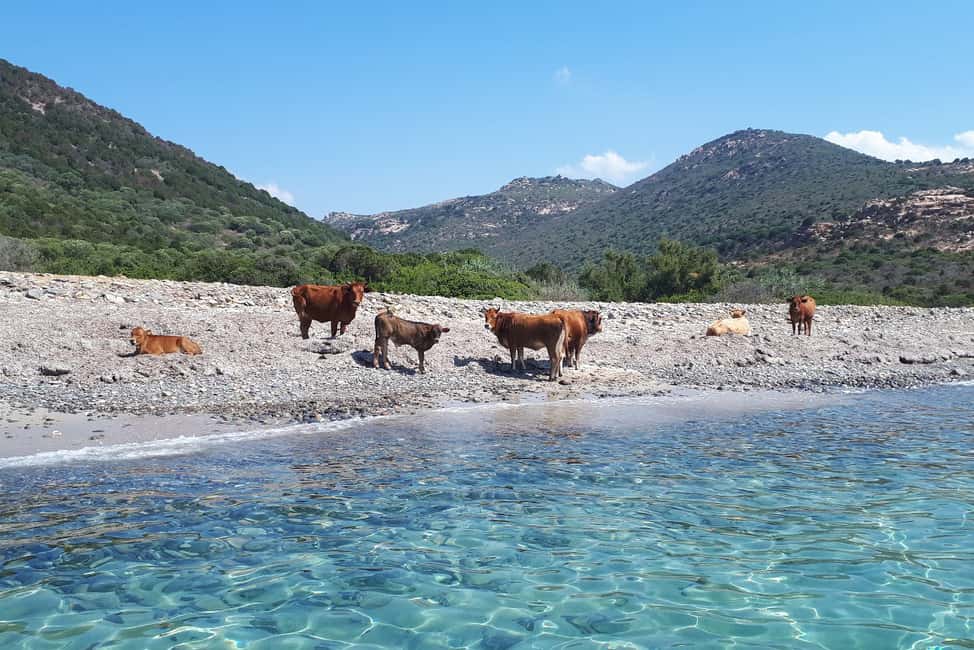 image n.13 of From Chia: Boat Ride to Cala Zafferano with Snorkeling activity in Chia, uploaded by supplier