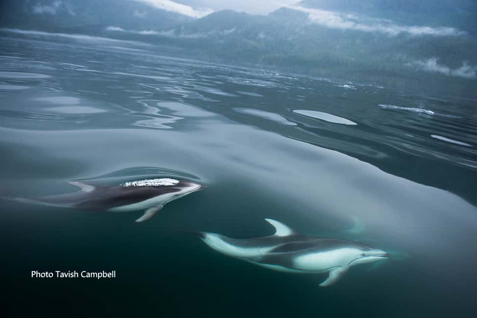 image n.4 of Campbell River: Salish Sea Whale Watching Adventure activity in Campbell River, uploaded by supplier