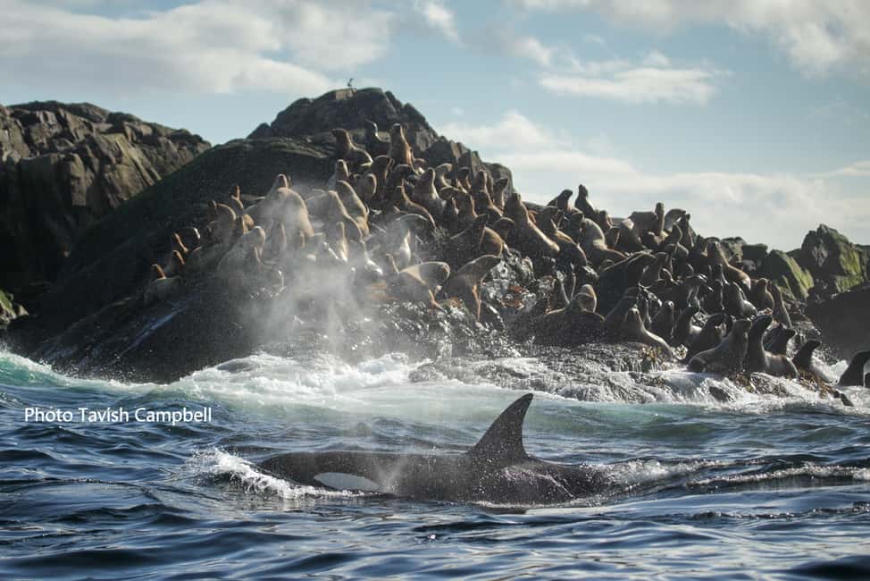 image n.8 of Campbell River: Salish Sea Whale Watching Adventure activity in Campbell River, uploaded by supplier