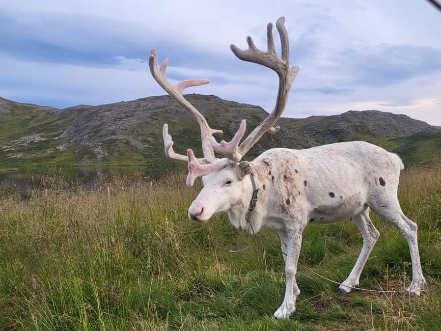 Immagine nº 4 di Tour del Capo Nord e del granchio reale con tour del campo Sámi attività a Mare di Barents, caricata dal fornitore