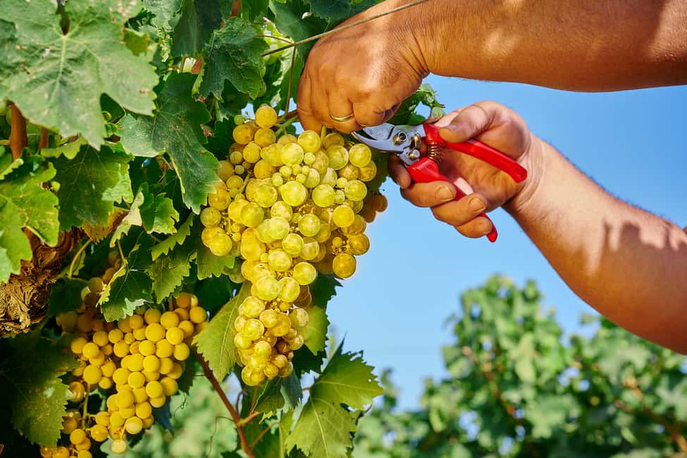 image n.6 of Marsala: Florio Winery Tour with Local Wine Tasting activity in Marsala, uploaded by supplier