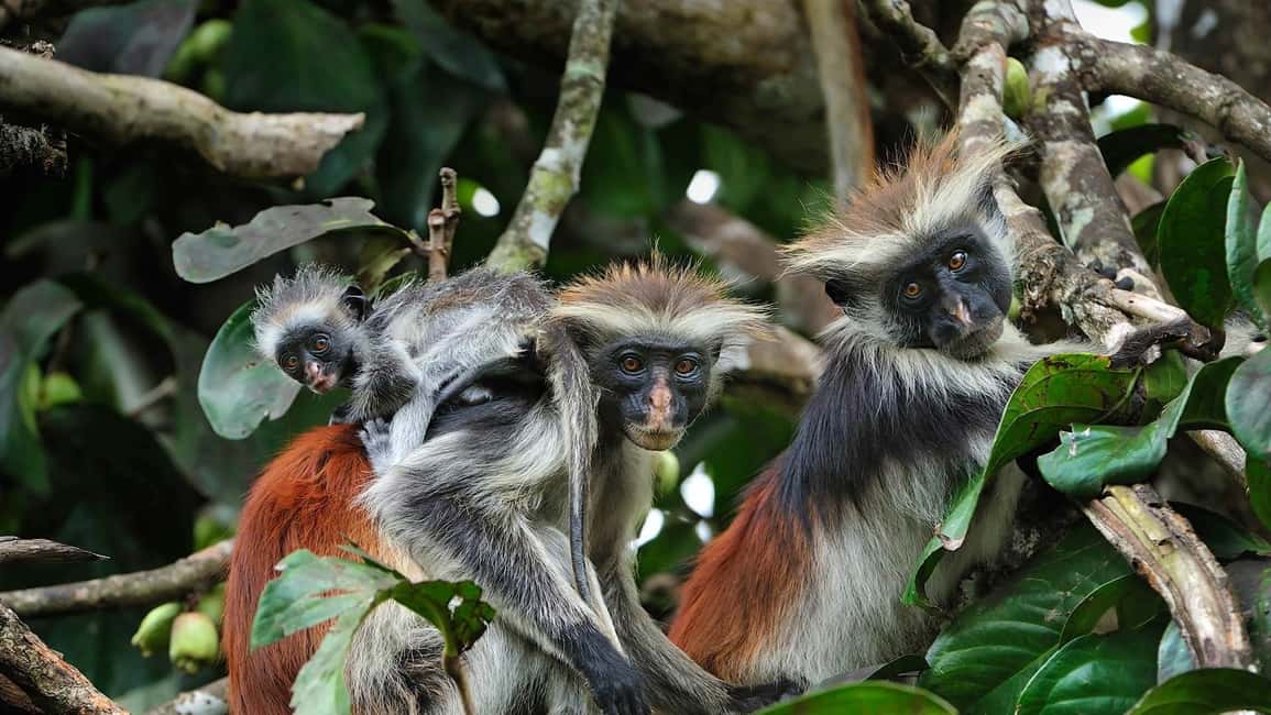 image n.12 of Kiwengwa/Zanzibar: Mnemba, Kuza Cave & Jozani Forest Tour activity in Jambiani, uploaded by supplier