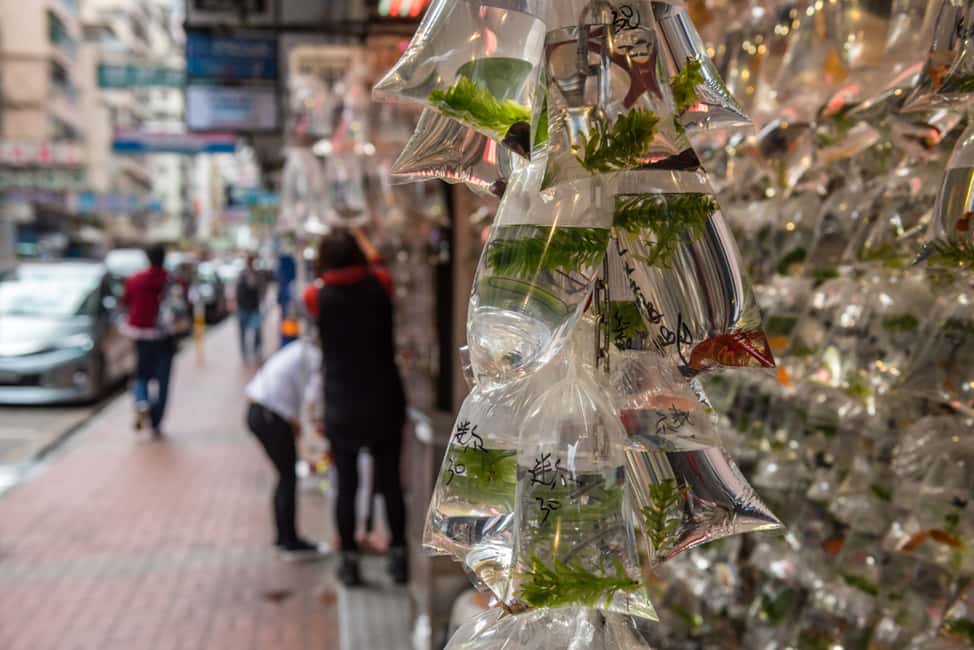 Immagine nº 4 di Hong Kong: il lato oscuro di Kowloon - Tour a piedi delle case-gabbia attività a Hong Kong, caricata dal fornitore