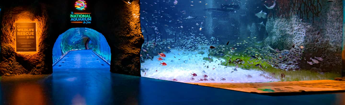 image n.23 of Abu Dhabi: National Aquarium Entrance Ticket activity in Abu Dhabi, uploaded by supplier