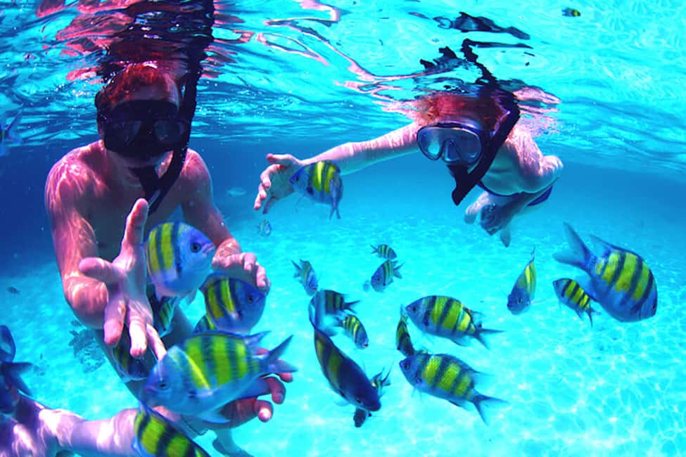 Immagine nº 5 di Khasab: Osservazione dei delfini, Snorkeling con attrezzatura e Pranzo attività a Mascate, caricata dal fornitore